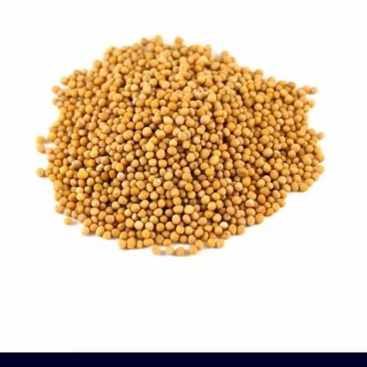 

YELLOW MUSTARD SEEDS / BIJI SAWI /1000 GRAM