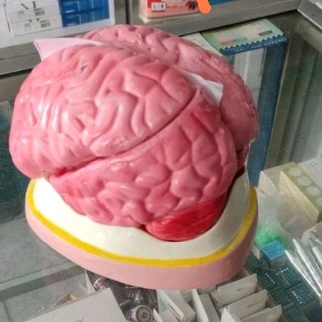 

kerangka model phantom manekin alat peraga otak
