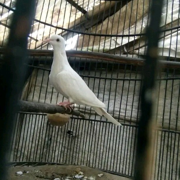 TERBARU burung puter putih mata merah