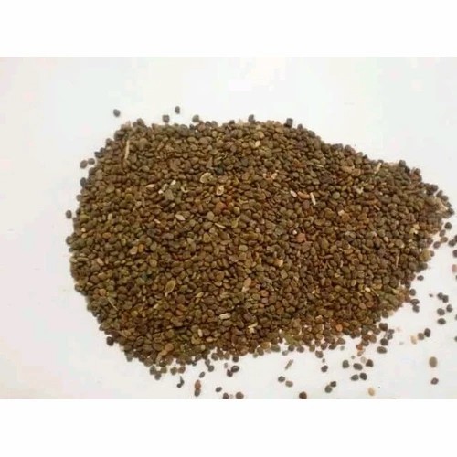

1KG 1 KG 1000 G GR GRAM SHA YUAN ZI FLATSTEM MILKVETCH SEED SEEDS