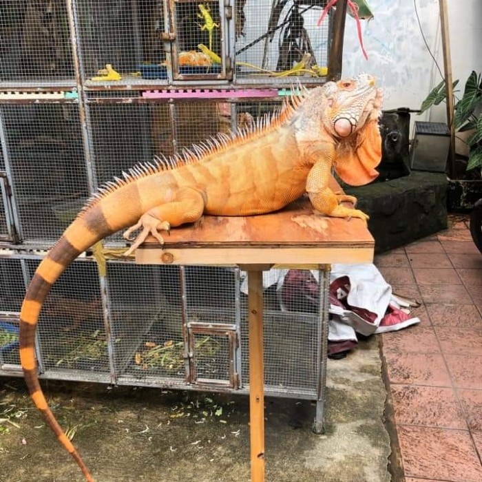 TERLARIS IGUANA JUMBO-red iguana-iguana merah