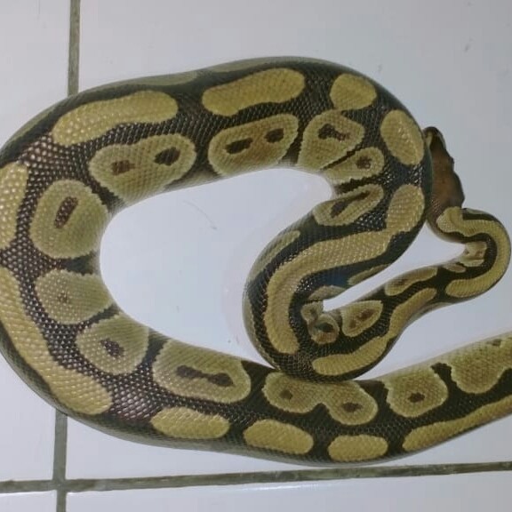 Ball python
