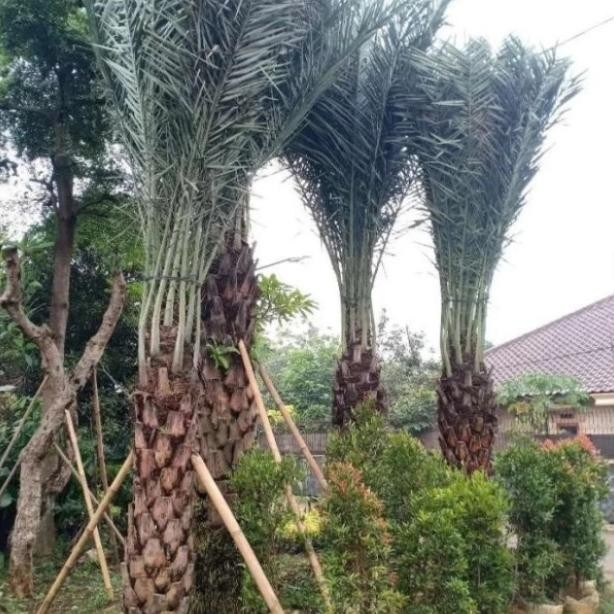 

Pohon Urma Bear Tinggi 225 Meter Batang Era Pohon Urma