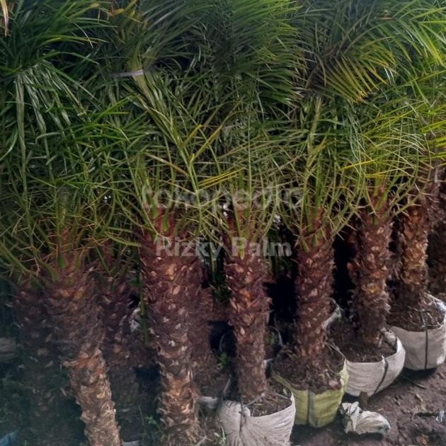 

Palem Phoeni Robellini Urma Erdil