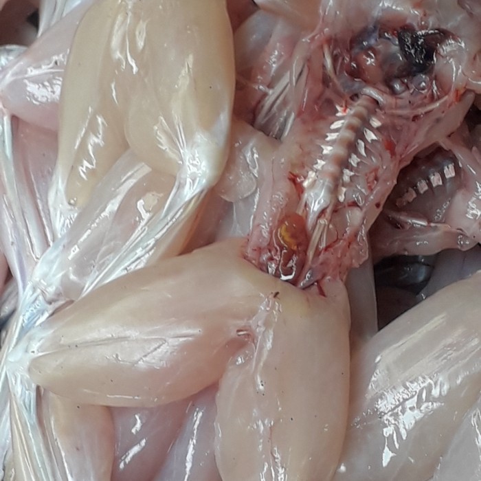 TERLARIS kodok sawah super jumbo fres