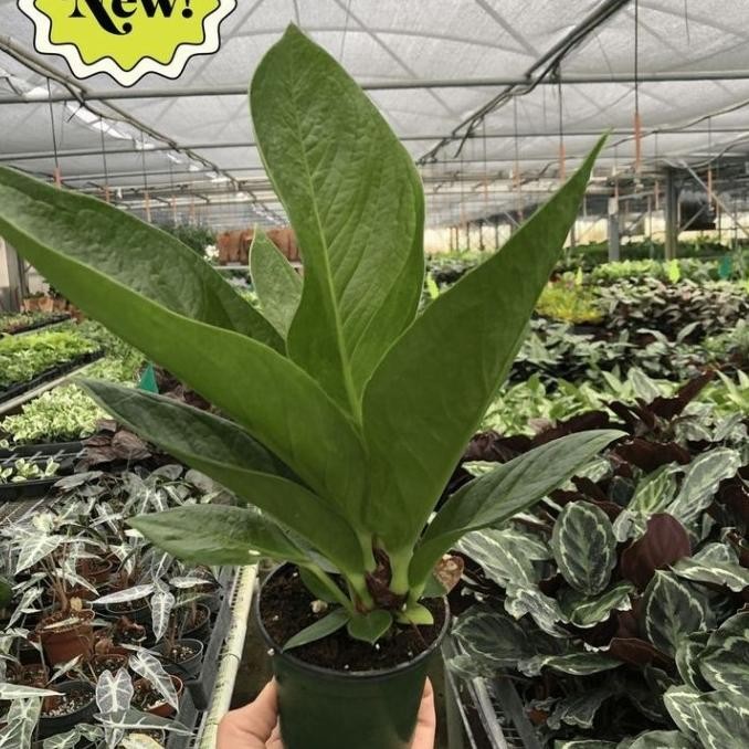 tanaman hias anthurium jemani cobra besar