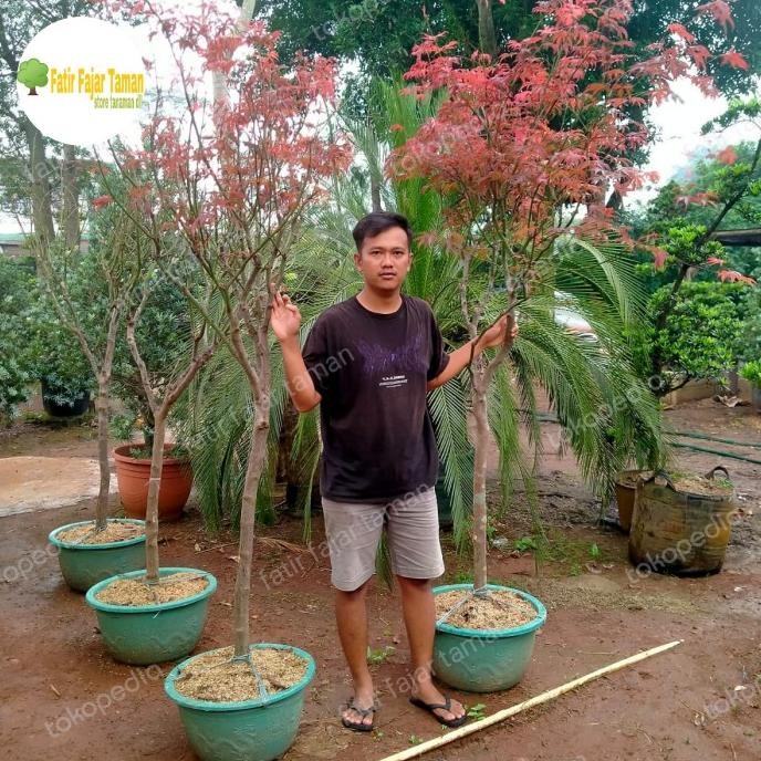 pohon red maple tree / red maple japanese / pohon indoor outdoor