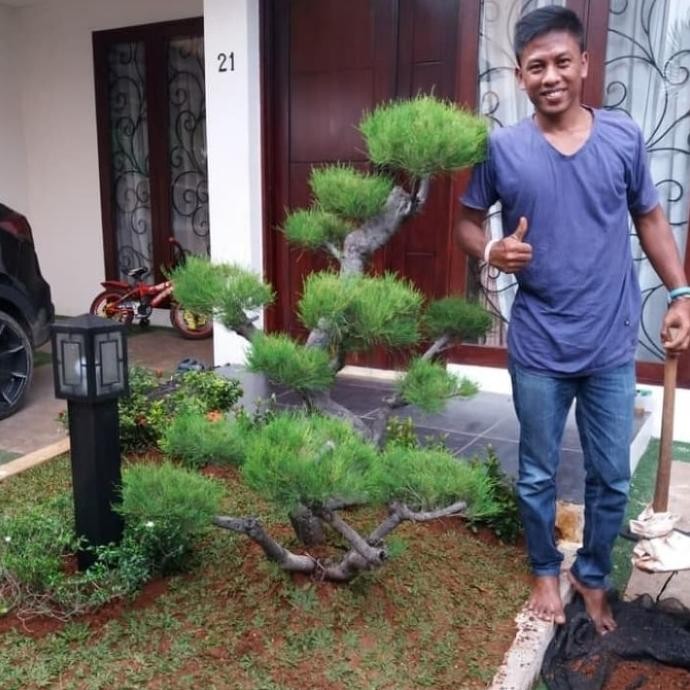 promo jual pohon bonsai cemara udang/tanama hias cemara