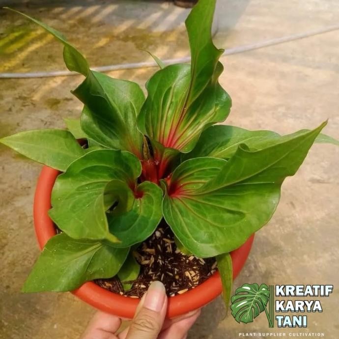 Tanaman hias anthurium obor merah - Anthurium obor