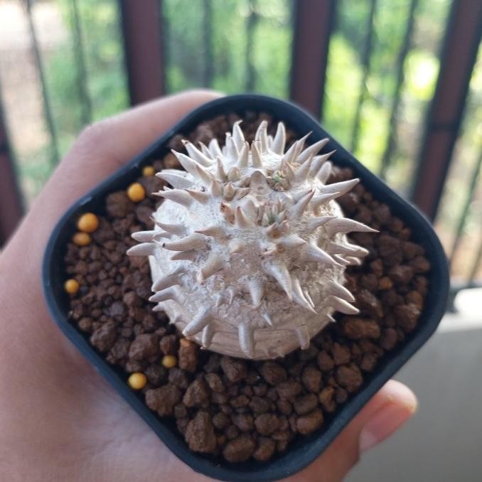 Pachypodium Brevicaule Tanaman Caudex Africa