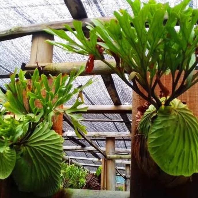 Tanaman hias tempel kadaka Ridleyi / simbar kalimantan/ platucerium