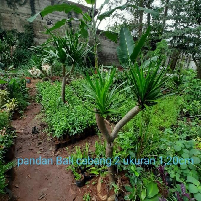 tanaman hias pandan Bali cabang 2 //Pohon pandan Bali