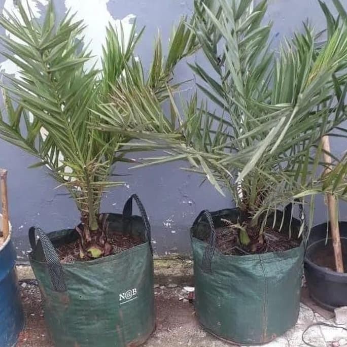 pohon kurma ajwa azwa betina dan jantan tinggi 1 meter daun