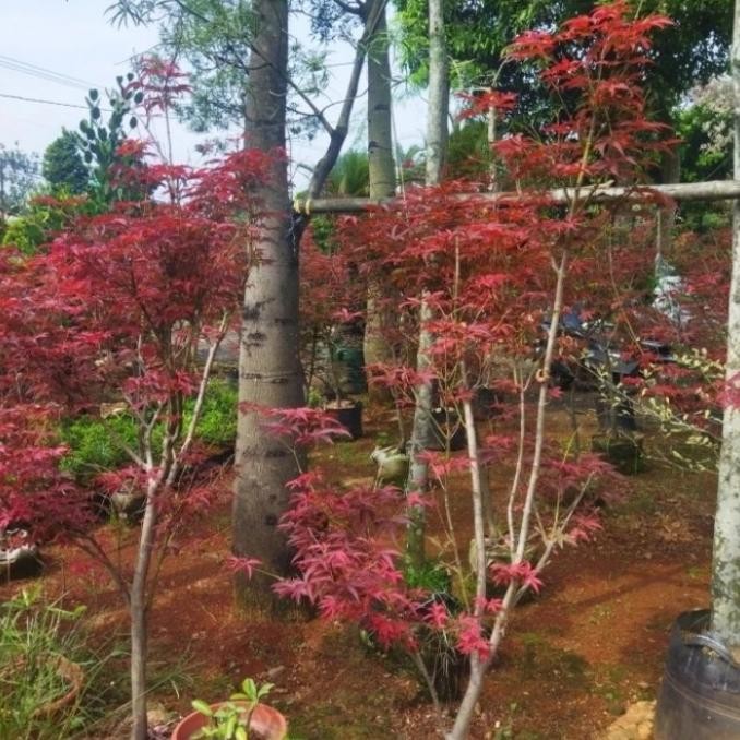 pohon red maple japanese tinggi 2meter - red maple japanese