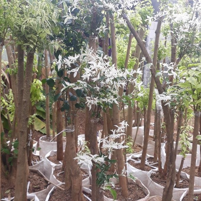 tanaman hias bonsai putri salju - bonsay putri salju siap tanam