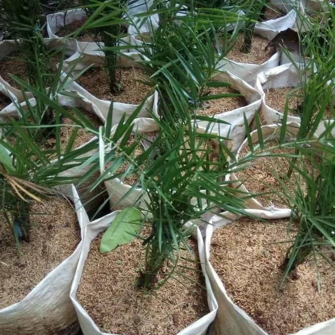 tanaman hias outdoor - pohon palem kenari - palm kenari -