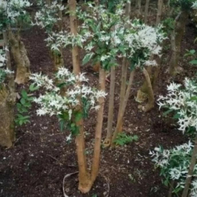 tanaman bonsai anting putri salju / tanaman bonsai