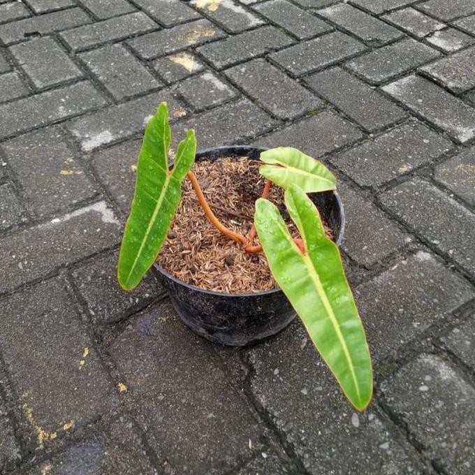 tanaman hias philodendron kabel busi orange
