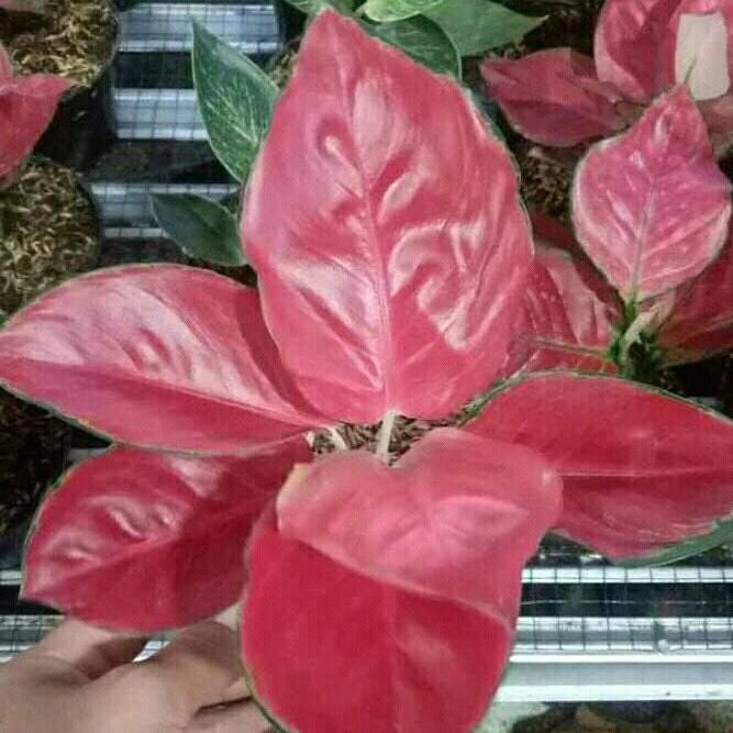 tanaman hias bunga kembang aglonema red cherry aglaonema