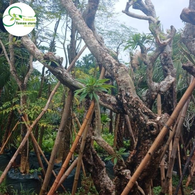 tanaman hias pelindung kamboja fosil besar - pohon kamboja fosil