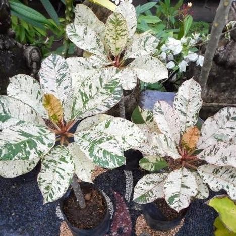 Tanaman hias Plumeria Varigata - Kamboja Variegata