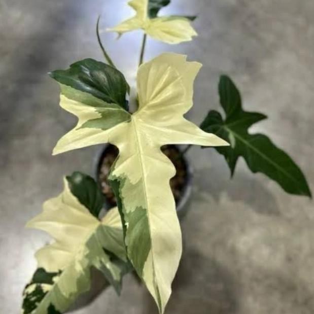 Tanaman hias philodendron dragon varigata _ tanaman philodendron