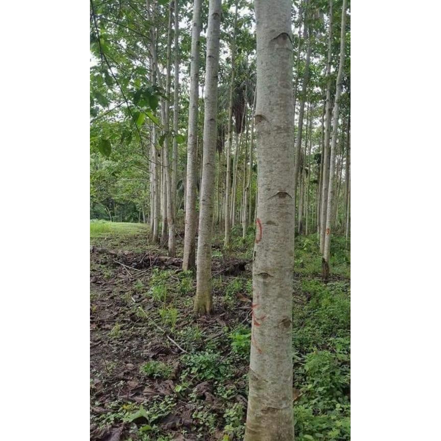 1 Ons Benih Biji Kayu Pohon Jabon Merah Samama Bibit Unggul