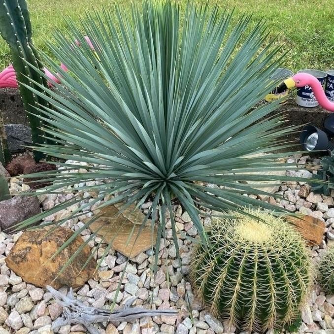 tanaman hias yucca rostrata 60-70cm yuca plant taman kering