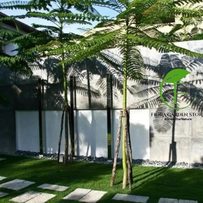 Tanaman Hias Solobium Pakis Brazil Tinggi 1,5 Meter / Pakis Brazil