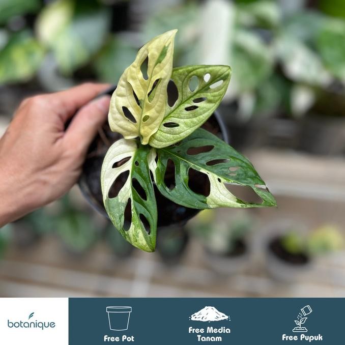 Monstera Adansonii Japan Lab Variegata - Janda Bolong Jepang Variegata - Tanaman Hias
