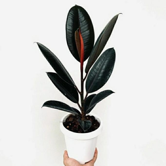 tanaman hias ficus elastica burgundy / ficus burgundy