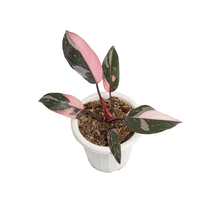 Tanaman Hias Aroid Jenis Philodendron Black Cherry