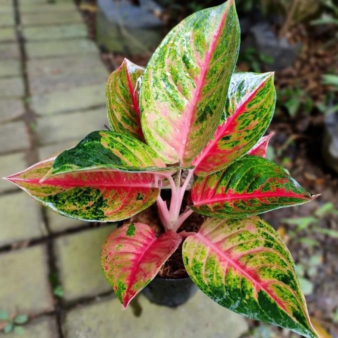 Tanaman Hias Aglonema Mahameru/Pohon Aglonema Mahameru