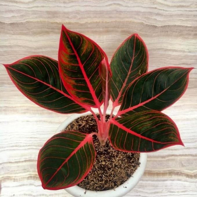 Tanaman hias aglonema khanza - aglaonema khanza - aglonema import
