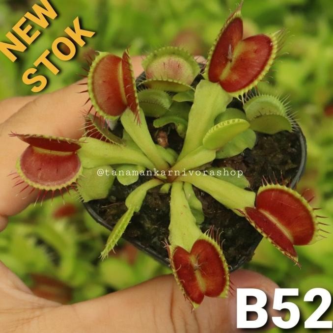 Venus Flytrap B52 Tanaman Karnivora (Tanaman Hias) Carnivor