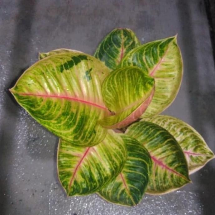 Tanaman hias aglonema moonlight thailand - aglonema moonlight thailand