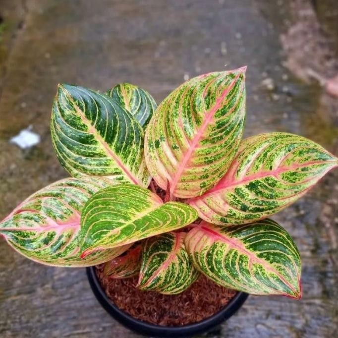 Aglonema Maeswara - Tanaman hias aglaonema Maeswara - tanaman hias hidup - bunga hidup - bunga aglon