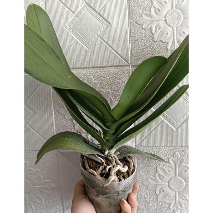 Tanaman Hias Anggrek Bulan B Papua Asli Berbunga Tanaman Hidup Anggrek Bulan Dekorasi Rumah Tanaman 