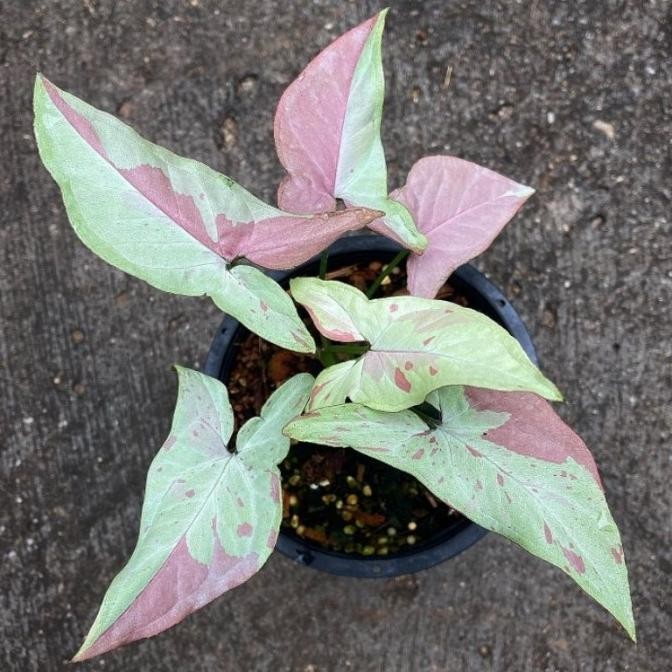 Tanaman Hias Syngonium pink salmon / singonium strawberry milk stoberi
