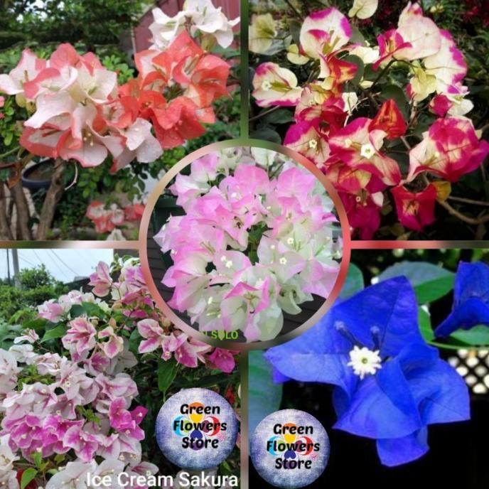 Paket 5 Tanaman Hias Bougenville Import/Bunga kertas