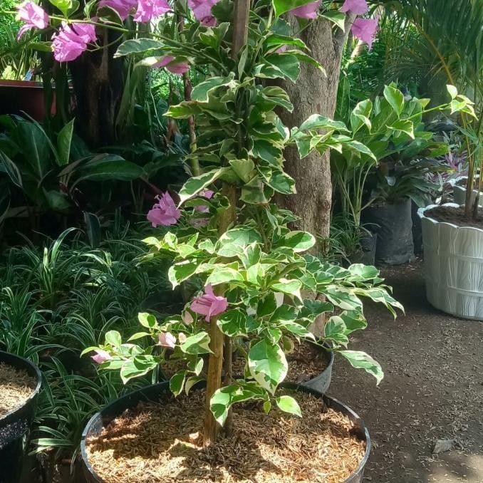 Promo Tanaman Hias Bunga Bougenville Varigata - Kembang Kertas | Godong Jawi Berkualitas