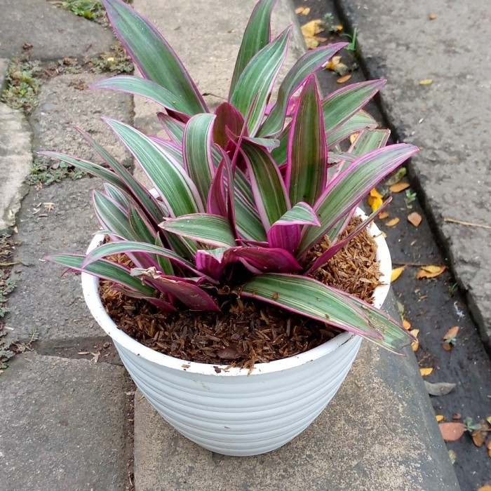 

Tanaman Adam Hawa Inc Pot Tawon/Tanaman Hias/Adam Hawa Pink Rimbun+Pot