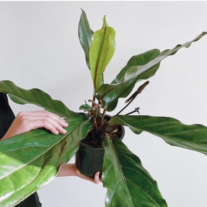 

Tanaman Hias Anthurium Hookeri - Bibit Tanaman Hias Anthurium Hookeri
