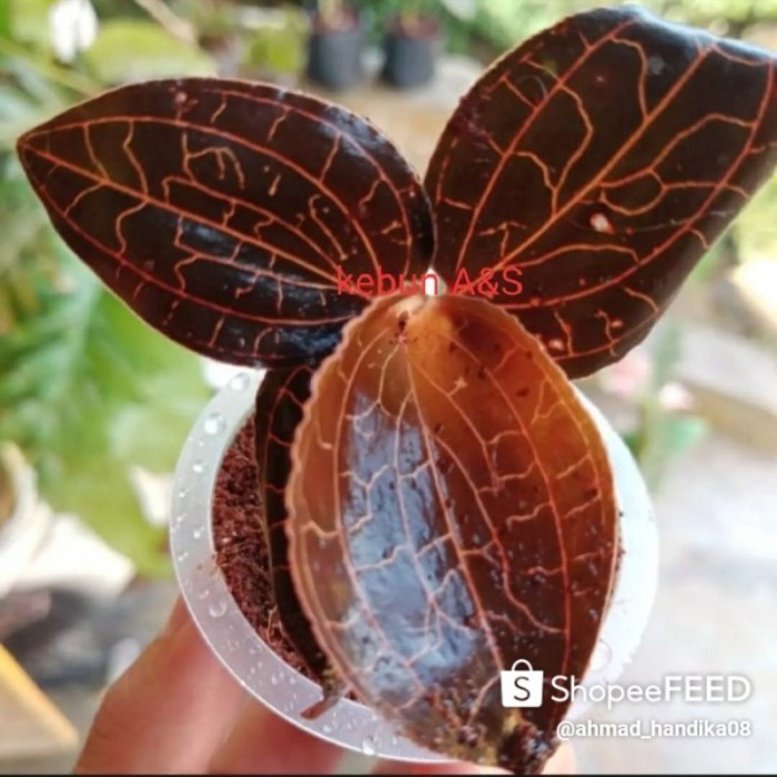 

(Terbarupromo Tanaman Hias Jewel Orchid/Kiaksara Merah Langka Cantik Murmer Berkualitas