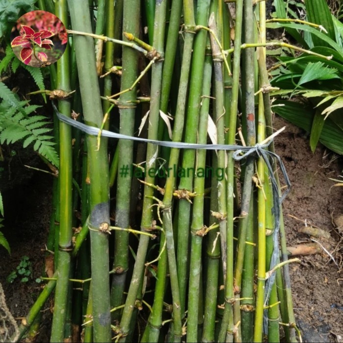 

Bibit Unggul Bambu Hijau Ampel