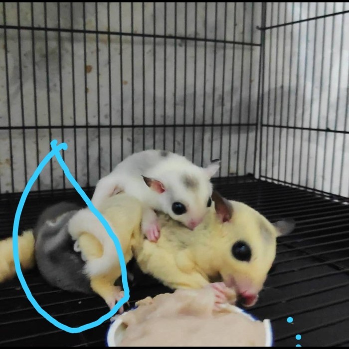 TERBARU sugar glider joey