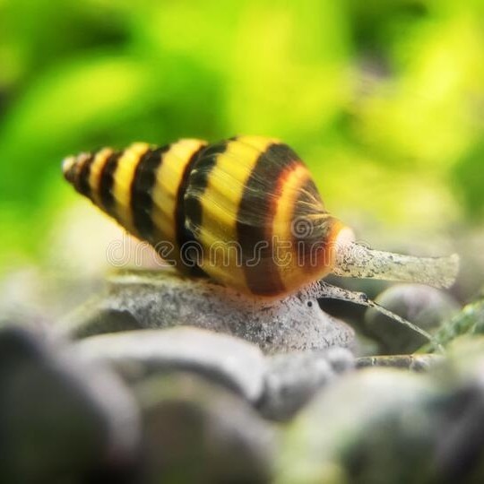 keong assasin pembersih keong hama aquascape