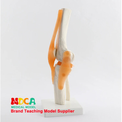 Model Sendi Lutut Manusia dengan Model Anatomi Ligamen laboratorium