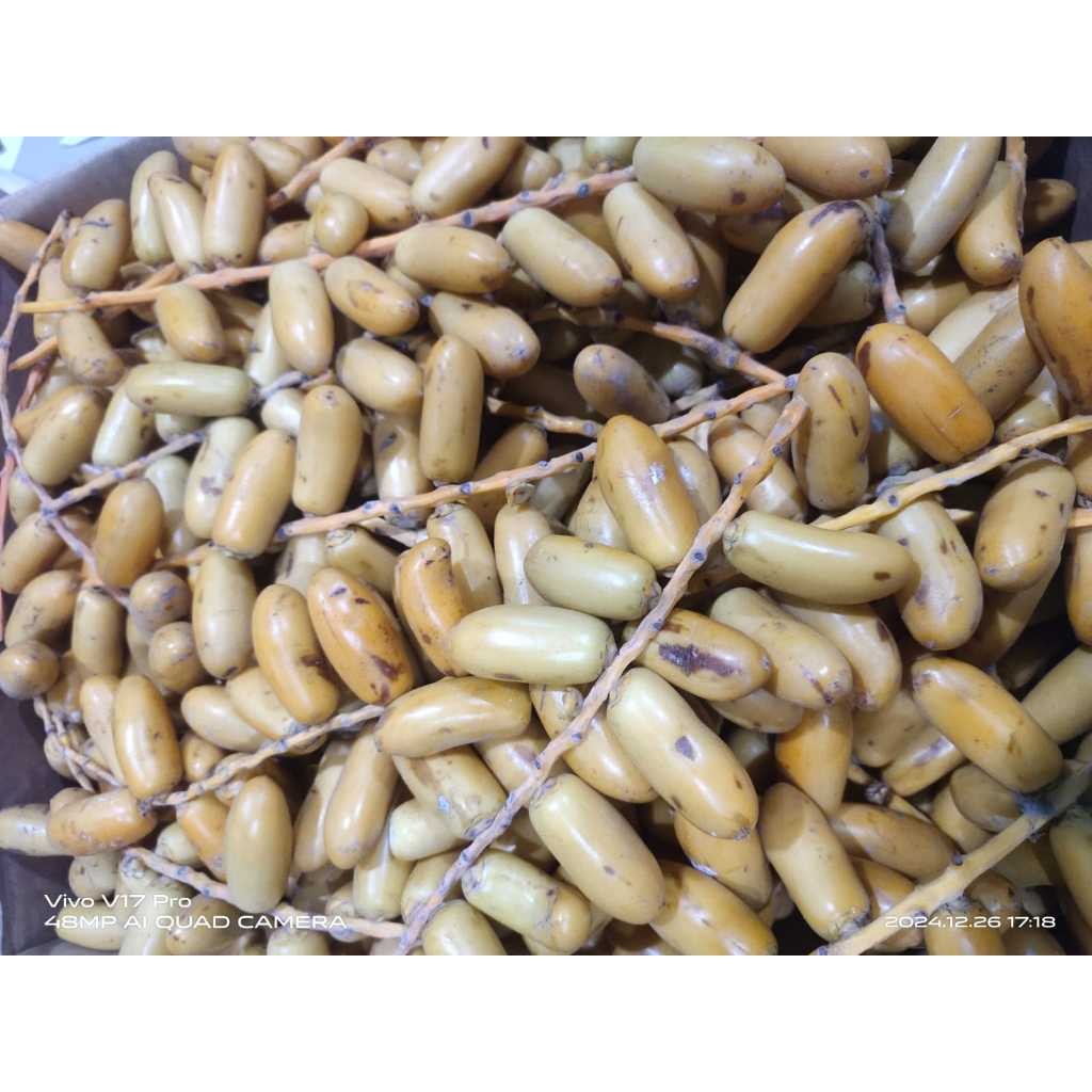 

Urma Muda Uning Prol Freh Mengel 500 Gr
