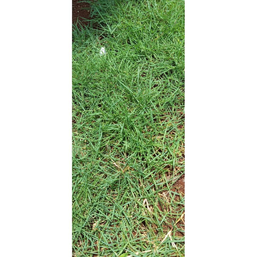 Bibit Rumput Peking Jepang Hidup 1meter/Rumput taman Peking Jepang